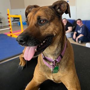 Ostara, Black Mouth Cur, adult, available for adoption