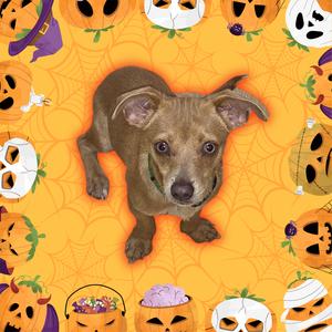 A brown dog with floppy ears standing on a Halloween-themed background with pumpkins and ghosts.