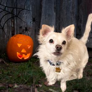 Snowball, Pomeranian, adult, available for adoption