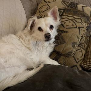 Snowball, Pomeranian, adult, available for adoption