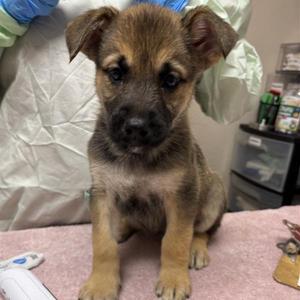 Teresa, Shepherd, German, puppy, available for adoption