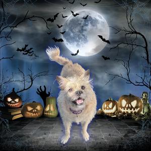Rocky, Terrier, adult, available for adoption