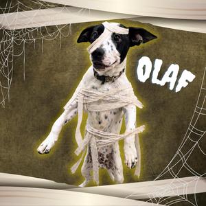 Olaf, American Blue Heeler, puppy, available for adoption