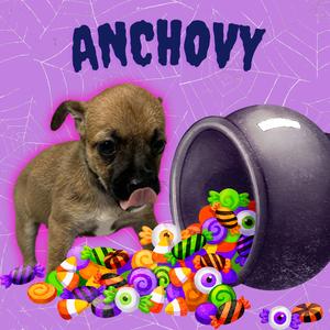 Anchovy, Chihuahua, puppy, available for adoption