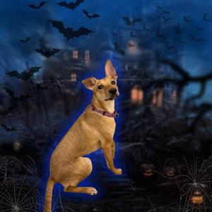 Tofurkey, Chihuahua, Short Coat, young, available for adoption