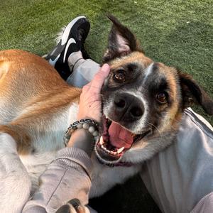 Izzy, Shepherd, adult, available for adoption