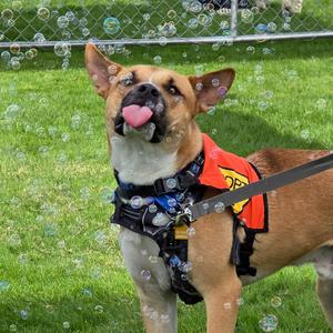 Rocket, Mixed Breed (Large), adult, available for adoption