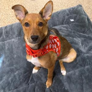 Jessie, Shepherd, young, available for adoption