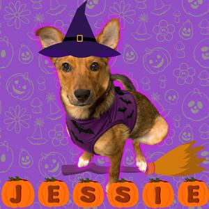 A dog dressed in a purple witch costume with a hat and cape, standing on a purple background with Halloween-themed decorations. The name "JESSIE" is written in orange letters at the bottom.