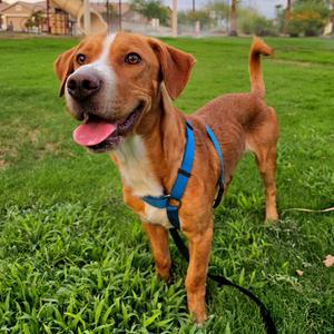 Shilo, Mixed Breed (Medium), adult, available for adoption