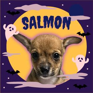 A dog named Salmon with a Halloween theme, featuring a full moon, ghosts, and bats.