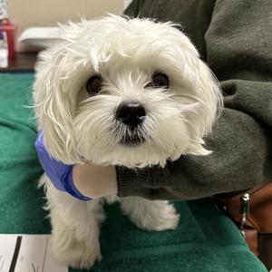 Chowder, Maltese, young, available for adoption