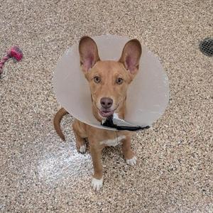 a dog wearing a cone