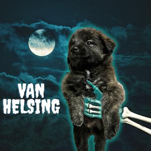 Van Helsing, Mixed Breed (Small), puppy, available for adoption