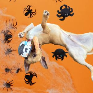 A dog wearing a Halloween costume with a skull and crossbones hat, surrounded by black spiders on an orange background.