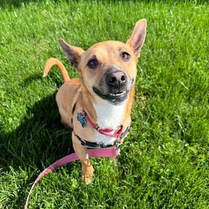 Jepp, Terrier, Rat, adult, available for adoption