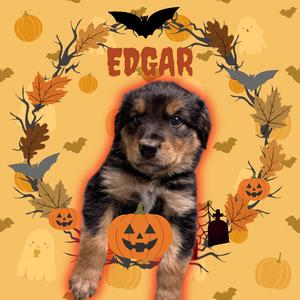 A cute puppy with black and brown fur sitting in front of a Halloween-themed background with pumpkins, bats, and autumn leaves. The name "EDGAR" is written in red letters above the puppy.