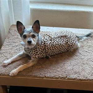Dottie, Schnauzer, Miniature, senior, available for adoption