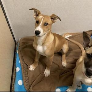 Cheddar, Husky, puppy, available for adoption