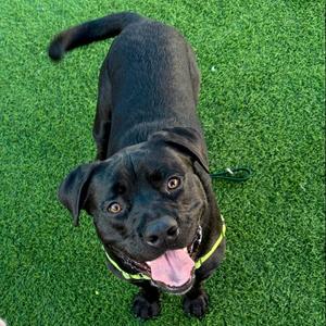Carbone, Retriever, Black Labrador, adult, available for adoption