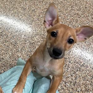 a small brown dog sitting on a blue blanket
