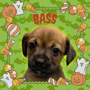 Bass, Chihuahua, puppy, available for adoption