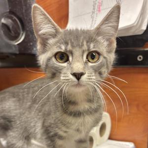 Dolly, kitten, available for adoption