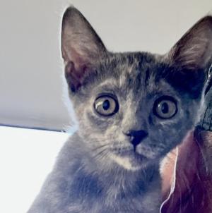A close-up of a gray cat with large, wide eyes, looking directly at the camera.