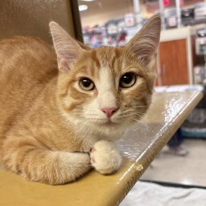 Finn, young, available for adoption