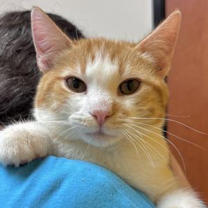 Jackson, young, available for adoption
