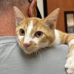 Creamy, young, available for adoption