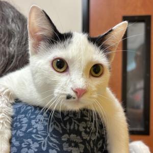 Cow Kitty, young, available for adoption