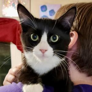 Jasper, young, available for adoption