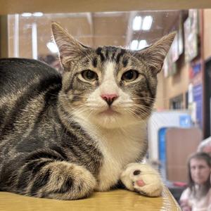 Jack, young, available for adoption