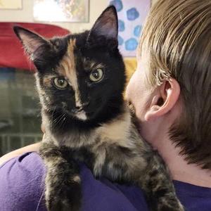 Lily, young, available for adoption