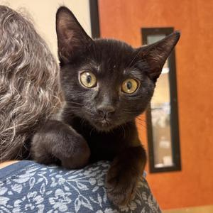 Cowboy, kitten, available for adoption