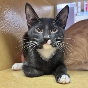Figaro, kitten, available for adoption