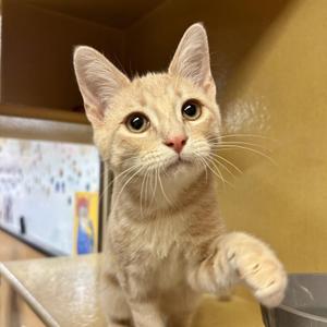 Bandit, kitten, available for adoption