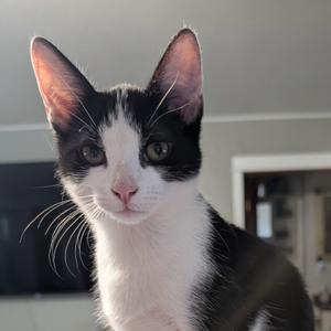 A black and white cat with green eyes looking directly at the camera.