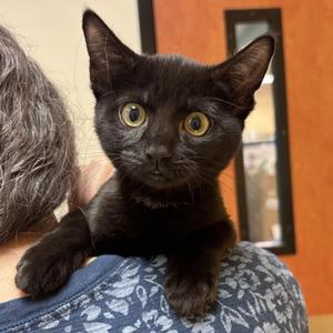 Legend, kitten, available for adoption