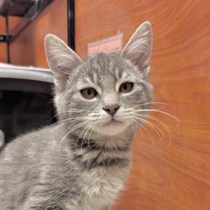 Fester, kitten, available for adoption