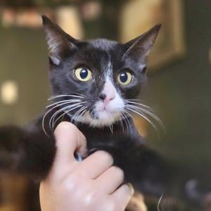 HP, kitten, available for adoption
