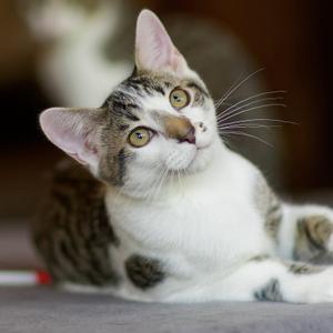 Goya, young, available for adoption