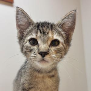 a close-up of a tabby kitten with large ears and bright eyes