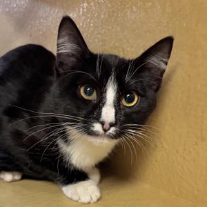 Little Boy, young, available for adoption