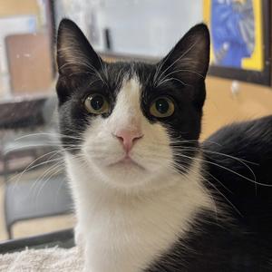 Legs, young, available for adoption