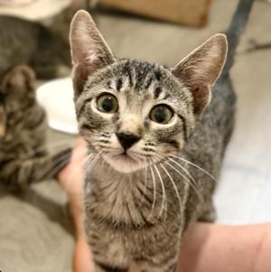 Hodor, kitten, available for adoption