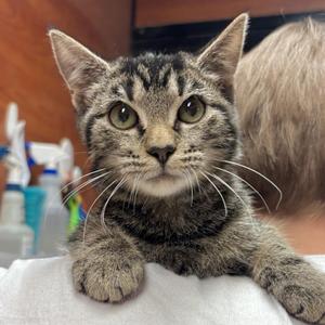 Maxine, kitten, available for adoption
