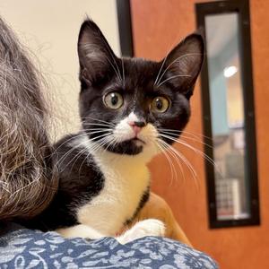 Dayo, kitten, available for adoption
