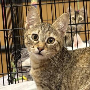 Eden, kitten, available for adoption